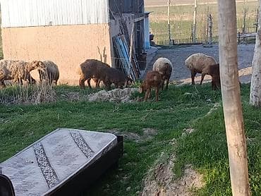 куплю бельгийскую овчарку: Продаю | Овца (самка) | Для разведения | Матка — 7