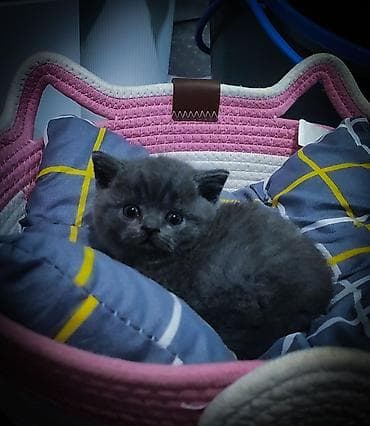 Шотландскиеголубые,плюшевые мальчишки. Остался один мальчик-милашка