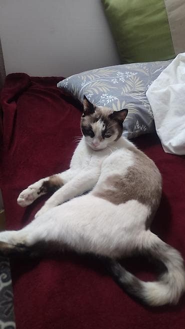 кошка анжела: Более 5 лет, Девочка, Кастрирована — 3