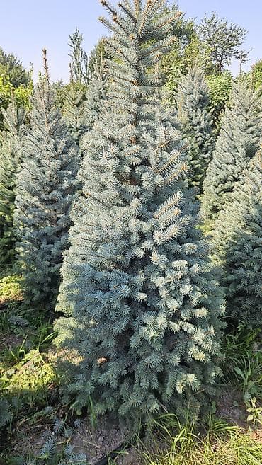 детская мебель 3 в 1: Ель колючая (Picea pungens) голубая, питомничные посадки. - Сорт/тип — 5