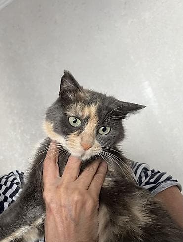 взять котят бесплатно: 2 года, Девочка — 2