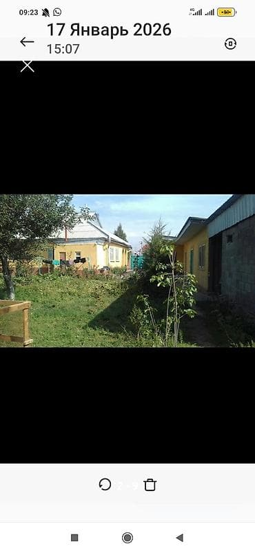 молочай миля: Юкка нитчатая (садовая) — взрослые кусты с высокими цветоносами - — 3