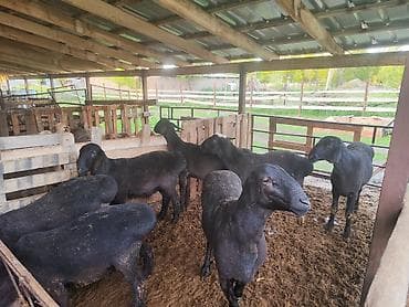 ко шомо: Продаю | Баран (самец) | Полукровка — 3