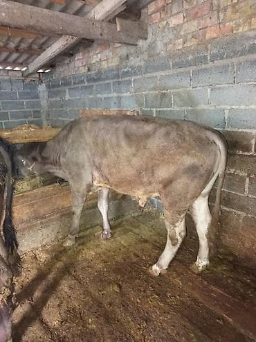 бычки бельгийская: Продаю | Бык (самец) | Полукровка | На откорм | Привязанные — 3