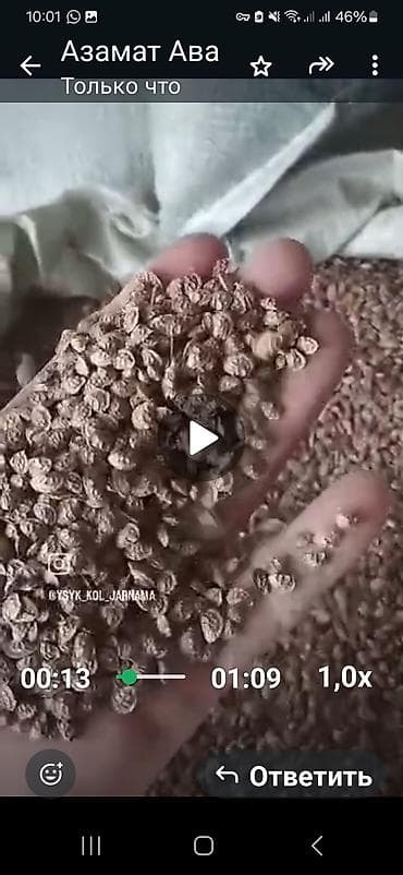 Эт азыктары: Семена кориандра (кинзы), сушёные и очищенные. - Однородные, хорошо — 1