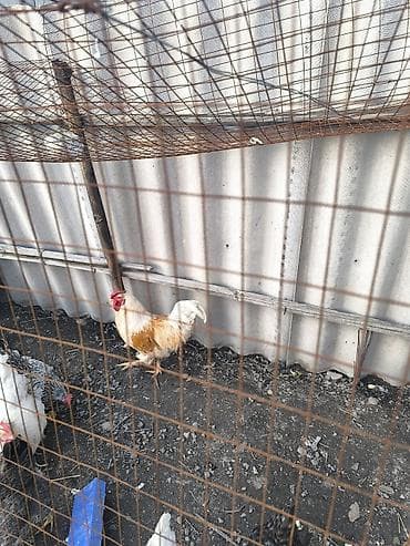 Кошки: Продаю | Петух | Домашняя | Для разведения — 1