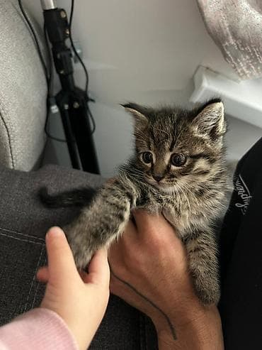 маленькие котята: Котёнок тигрового окраса - Порода: домашняя короткошёрстная, окрас — — 1