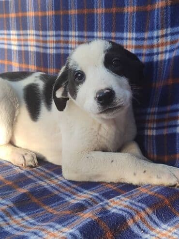 продажа собак бишкек: Ищем дом щенкам. Дважды привиты,имеют ветеринарные паспорта. Есть — 5