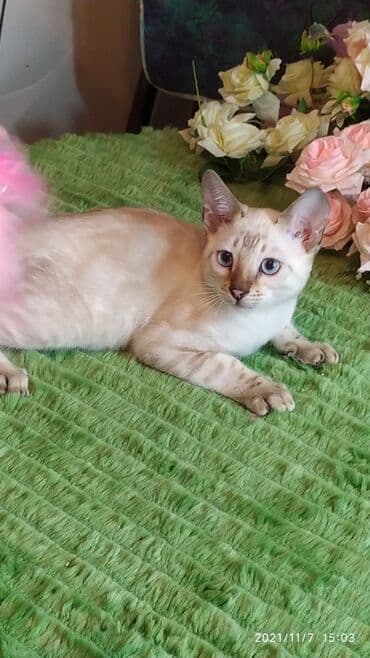 купить породистых котят: Шикарные бенгальские котята 3-4мес. Лучший подарок для любящего — 23