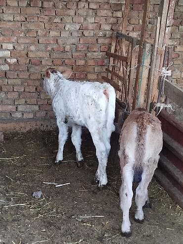 сколько стоит собака хаски щенок: Продаю | Музоо, торпок | На откорм — 2