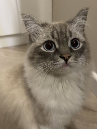 британская шоколадная кошка: Рэгдолл, 2 года, Мальчик, Приучена к лотку — 2