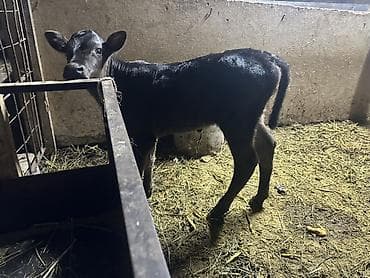 мел для животных: Продаю | Тёлка | На откорм — 2