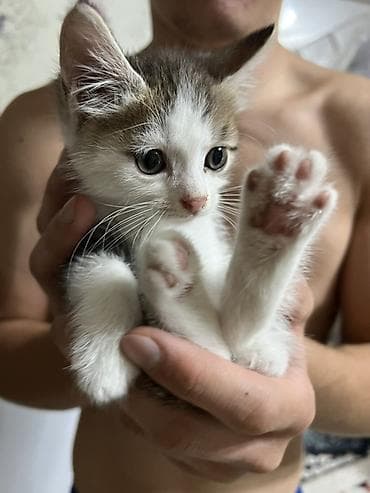 рыбки домашние: Кошка даром: Беспородная, 2 месяца, Девочка, Приучена к лотку — 4