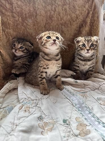 сельскохозяйственные животные продажа: 3 котёнка! 2 девочки и один мальчик! Вислоухие бенгалы. папа бенгал — 8