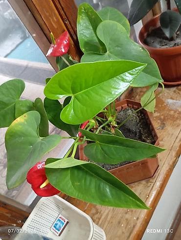 купить оптом комнатные цветы: Цветы домашние 1-Антуриум мужское счастье 4х летный в пяти литровом — 7