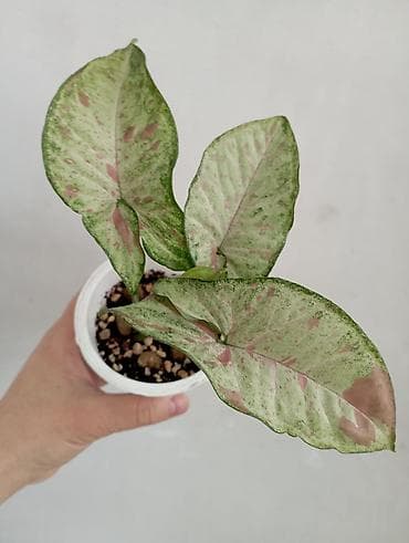 палка: 1- фото Сингониум Милк он грин 800 сом . Остальные Сингониумы по 350 — 1