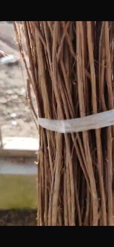 бугенвиллия бишкек: Саженцы лагерстремии (индийская сирень) с ярко‑красными соцветиями. - — 4