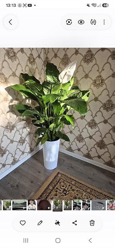 Спатифиллум (Spathiphyllum) в высоком декоративном кашпо - Крупное — 1
