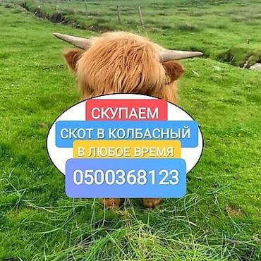 Колбаса цехи : Уйлар, букалар, Жылкылар, аттар, Башка а/ч жаныбарлары, | Күнү-түнү, Бардык шартта, Союлган