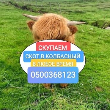 продажа щенков немецкой овчарки с документами в бишкеке: Куплю | Коровы, быки, Лошади, кони, Другие с/х животные | Круглосуточно, Любое состояние, Забитый — 1