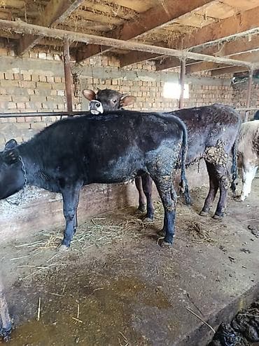 матрица для вощины: Продаю | Бык (самец) | На откорм | Привязанные — 10