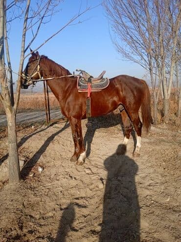 сколько стоит немецкая овчарка в бишкеке: Продаю | Жеребец | Конный спорт — 8