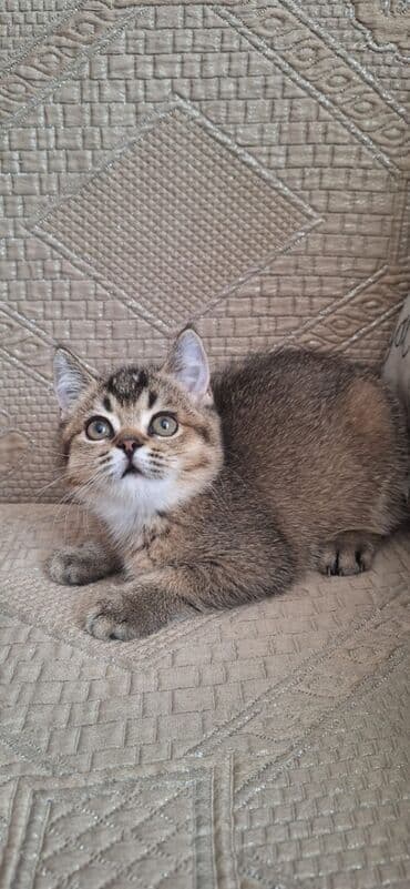 Скотиш Страйт (Шотландская прямоухая), 7 месяцев, Мальчик, Золотая шиншилла, С прививками at lalafo.kg Скотиш Страйт (Шотландская прямоухая), 7 месяцев, Мальчик, Золотая шиншилла, С прививками