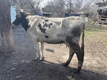 Ветеринар кызматы: Сатам | Уй (ургаачы) | Сүт алуу үчүн — 4