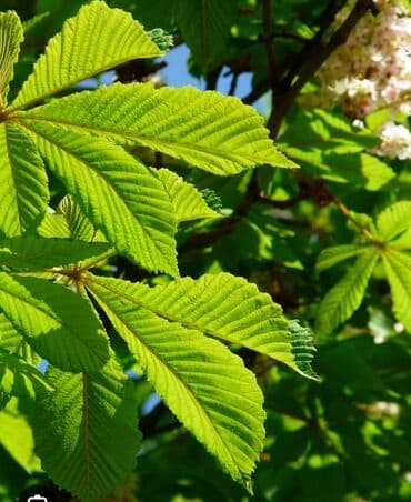 саженцы европейского фундука: Саженцы деревьев: Каштаны, Самовывоз, Платная доставка — 1