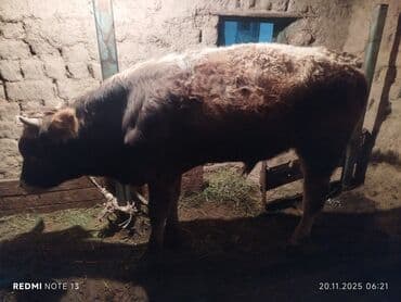 Продаю | Бык (самец) | На откорм — 1