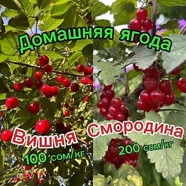 Вишня В розницу, Самовывоз