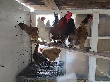 брама кохинхин цыплята: Продаю | Куры | Домашняя | Для разведения — 2