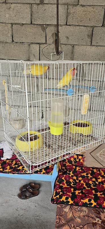 попугай: Пара неразлучников (Agapornis) жёлтого окраса с розово-красной маской — 3