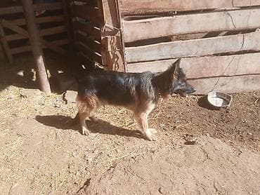 собака колли: Немецкая овчарка, 5 лет, Самка, С прививкой — 3