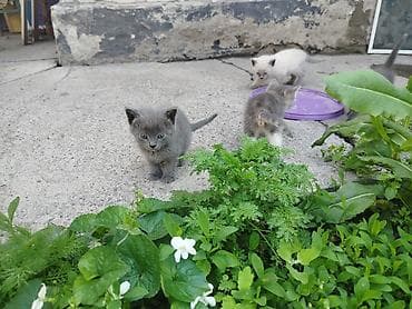 для крыс: Бесплатно котята от нашей кошки СУПЕР-ОХОТНИЦЫ. Кошка ловит не только — 2