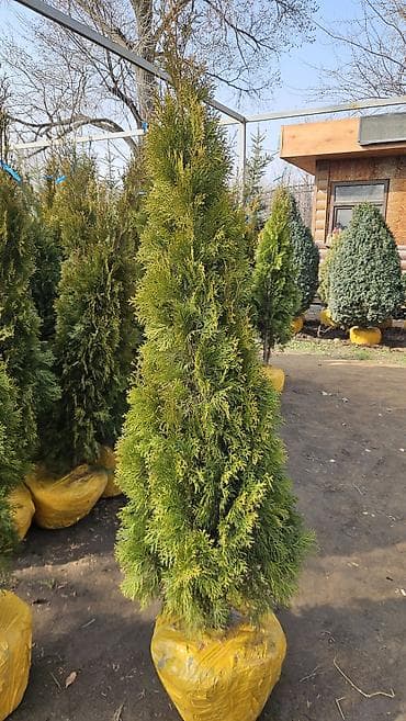 подарок на новый год бишкек: Елки и сосны в коме земли (пересадочные) Описание: - Живые хвойные — 1