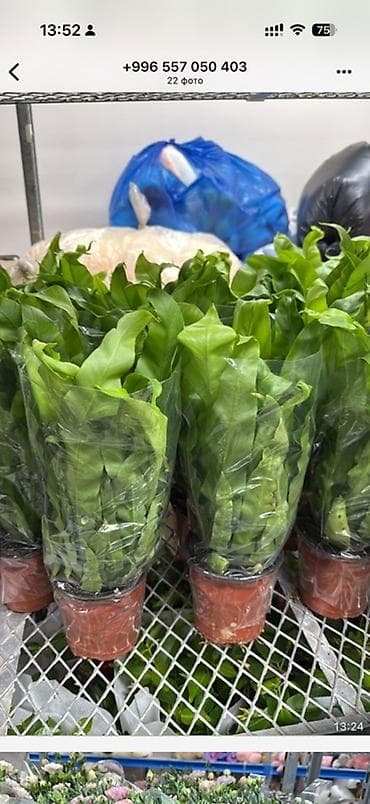 растение для дома и офиса: Хамедорея (бамбуковая пальма) — комнатное декоративнолиственное — 2