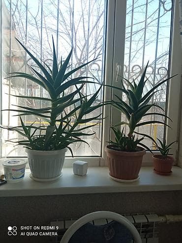 Дом и сад: Комнатные растения в горшках 1) Молочай Миля (Euphorbia milii — 6