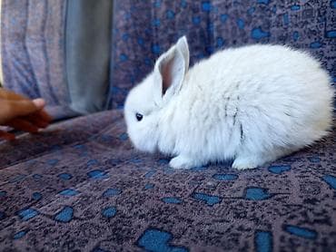 сколько стоит карликовый шпиц: Декоративные крольчата (несколько окрасов: черный, темно-шоколадный — 7