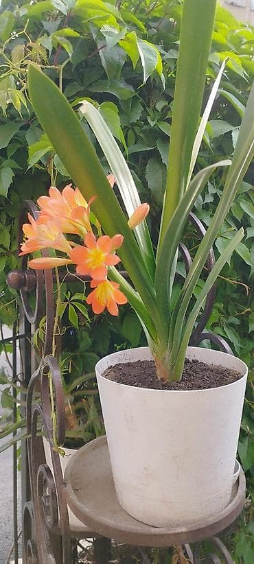 Кливия.Сансевиерия (Sansevieria), компактные розетки в горшках. - at lalafo.kg Кливия.Сансевиерия (Sansevieria), компактные розетки в горшках. -