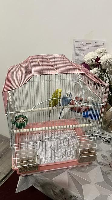 животные в зоомагазине: Волнистые попугаи с клеткой и аксессуарами. Состав набора: - Пара — 2