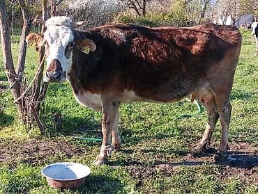 голштин уйлары: Продаю | Корова (самка) | Голштин | Для молока | Привязанные — 4