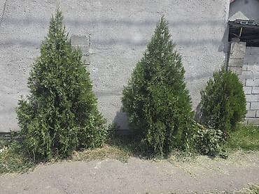 Туя западная (вересковидная хвойная живая изгородь)3 шт. -