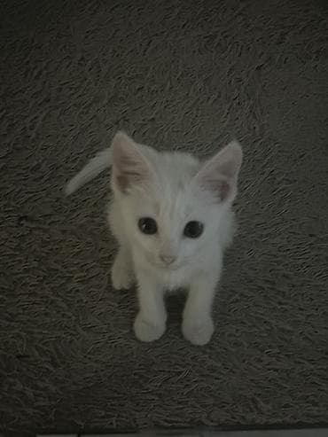 кошка цена: 3 месяца, Девочка, Белый, Приучена к лотку — 1
