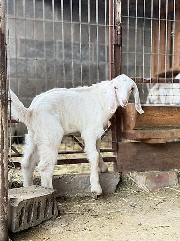 Башка жаныбарлар: Козлик нубиец 75 % — 2