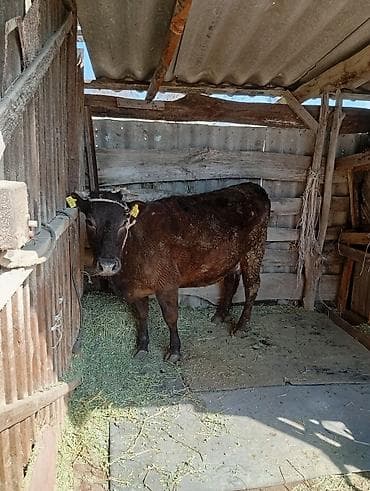 прадаю карова: Продаю | Корова (самка) | Для молока | Привязанные — 1