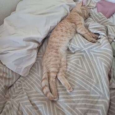 Вязка кошек: Кошка даром: Беспородная, 6 месяцев, Мальчик, Приучена к лотку — 6