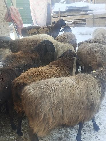 продаю фазан: Продаю | Овца (самка) | Для разведения | Матка — 6