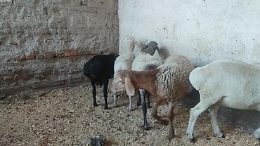 Продаю | Баран (самец) | Для разведения | Осеменитель