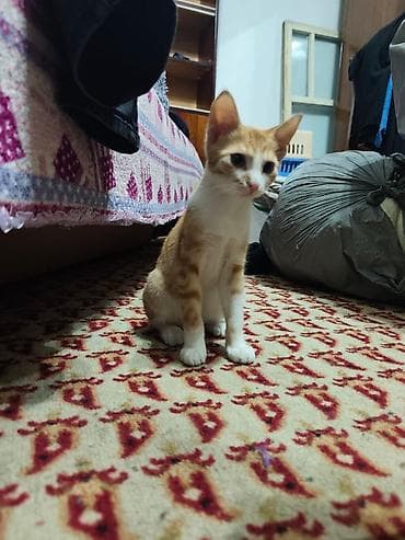 d cat: КОТЁНОК МАЛЬЧИК 2,5 МЕСЯЦА. Милый рыжебелый котёнок с короткой — 9